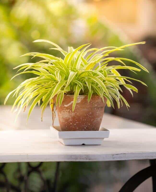 Why Does My Spider Plant Have Brown Tips? (And How To Fix It)