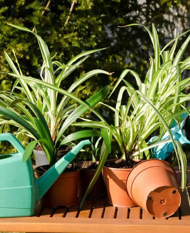 Why Does My Spider Plant Have Brown Tips? (And How To Fix It)